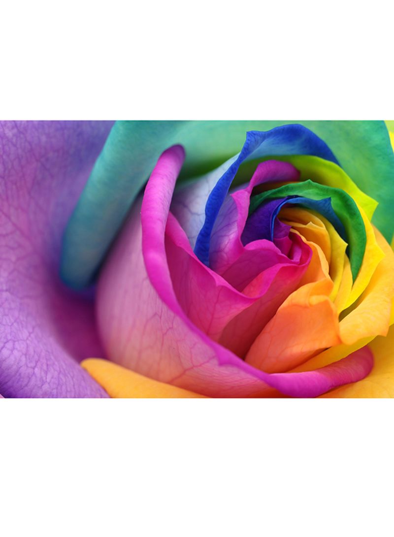 Flowers In Rainbow Colors Wallpaper Multicolour X 3meter Price