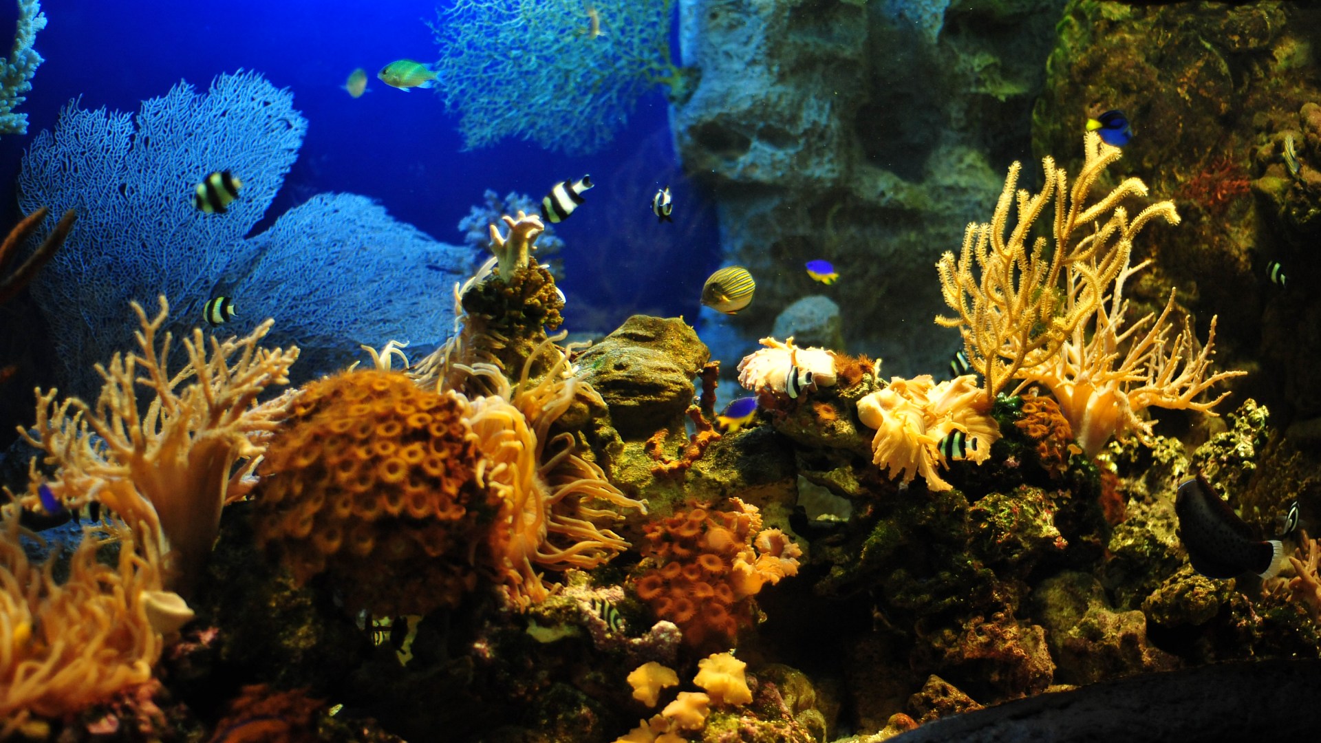 Aquarium Background Attractive Wallpaper Wares Image