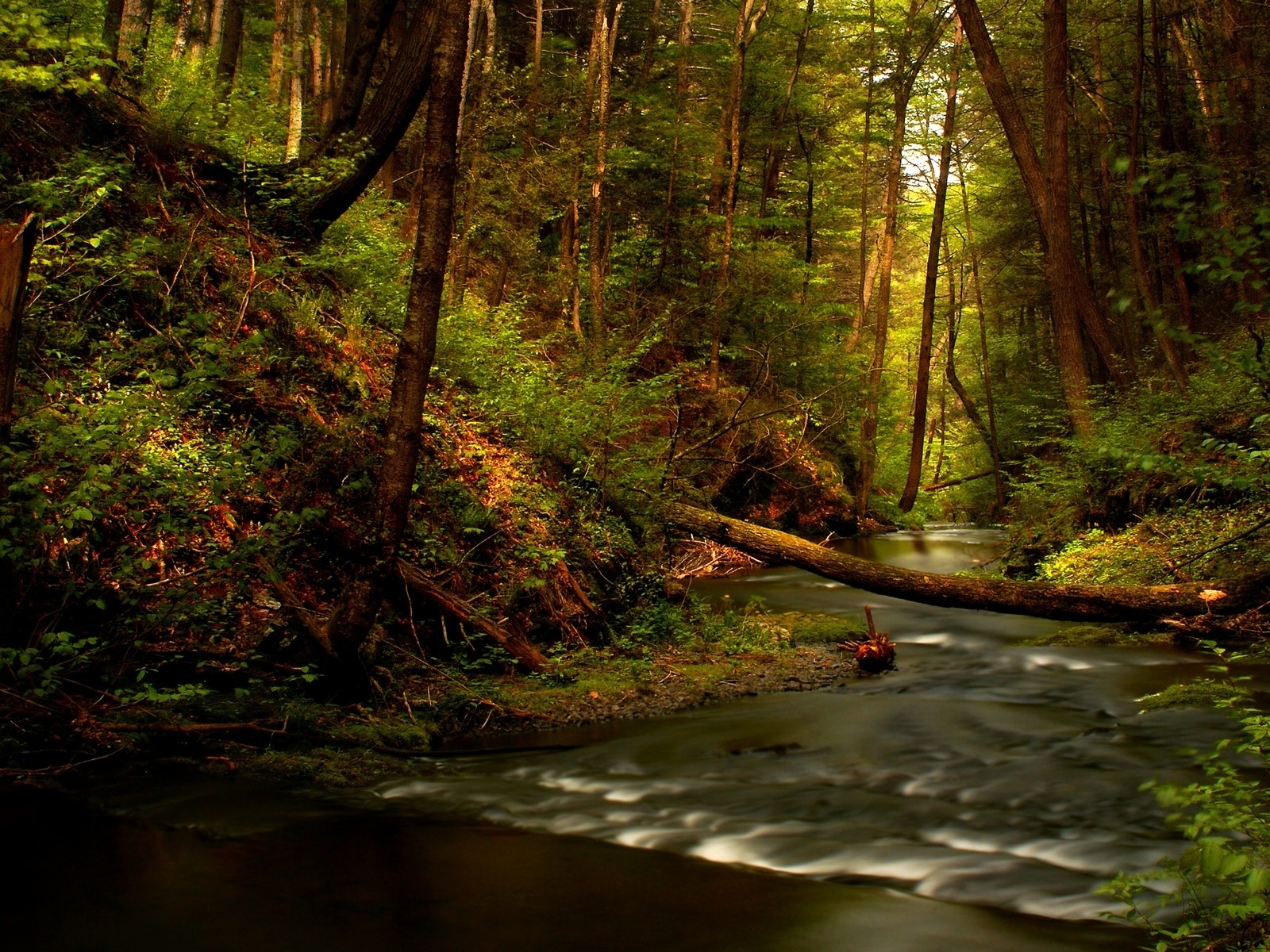 Forest Rivers Wallpaper High Resolution