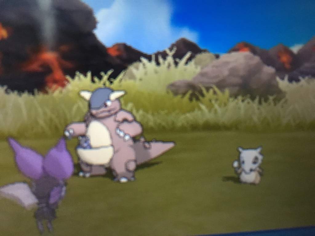 The Cubone Kangaskan Theory Pok Mon Amino