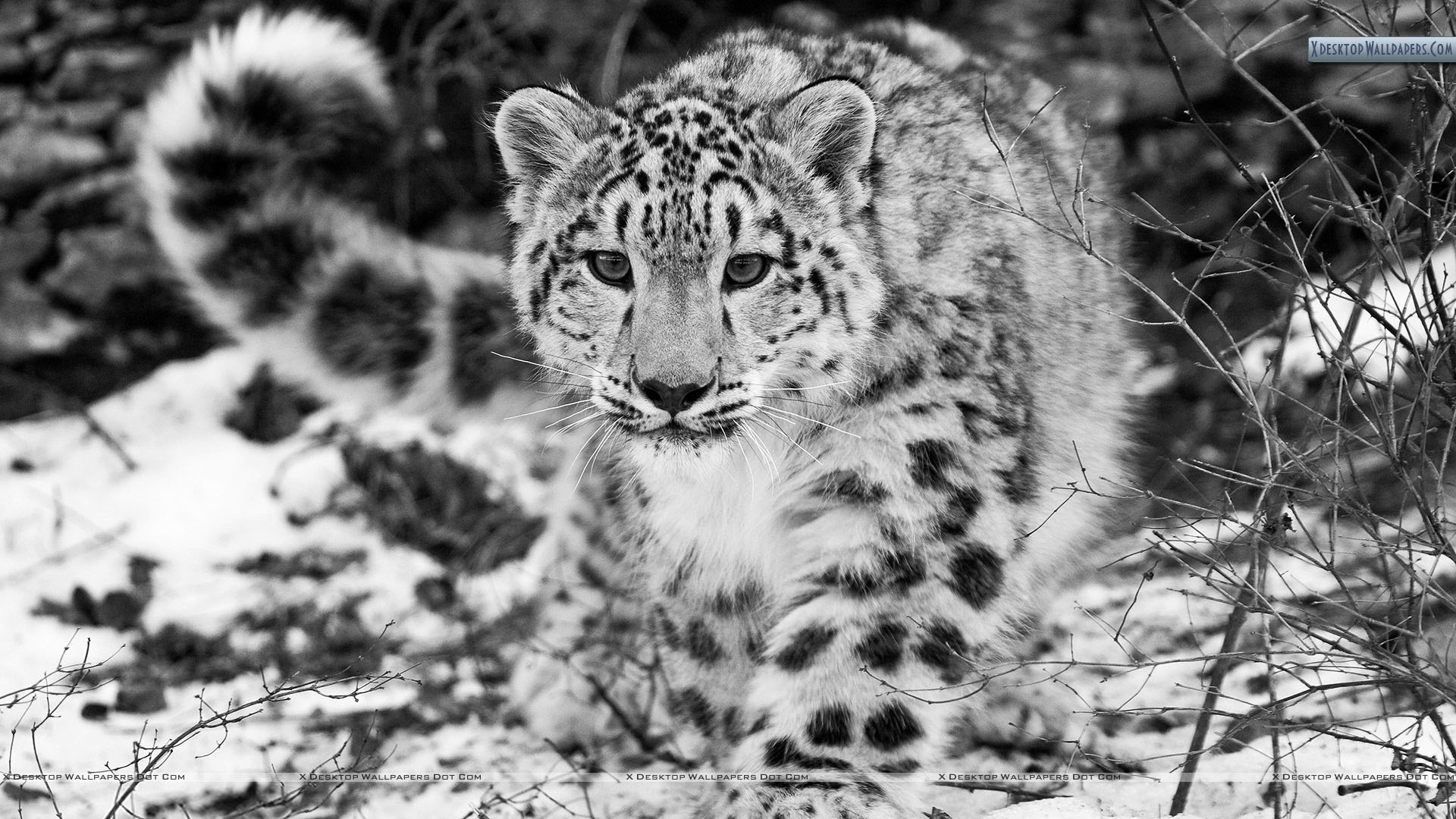 Snow Leopard Black N White Wallpaper