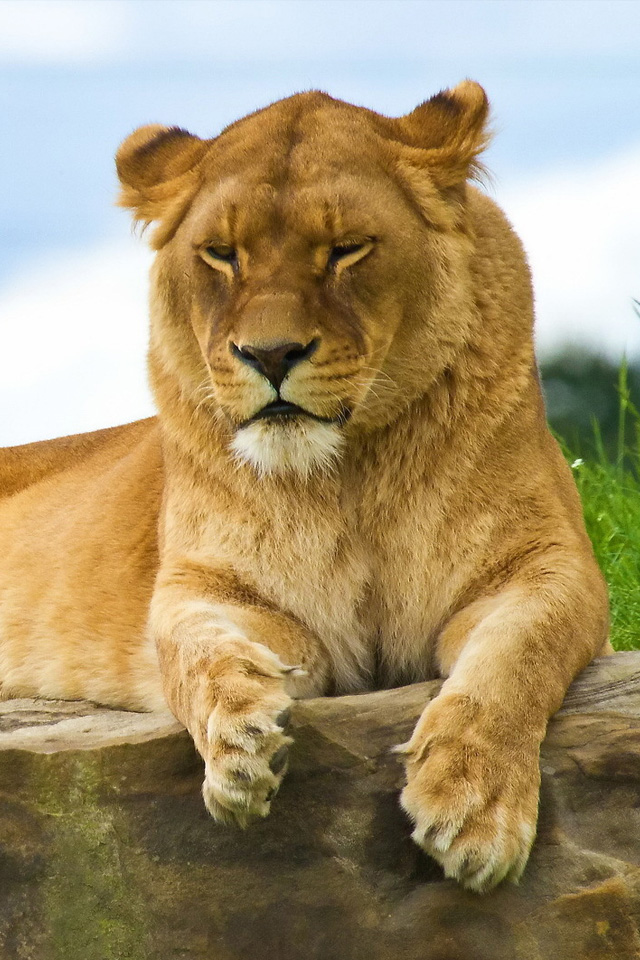 Lioness iPhone Wallpaper Background And HD