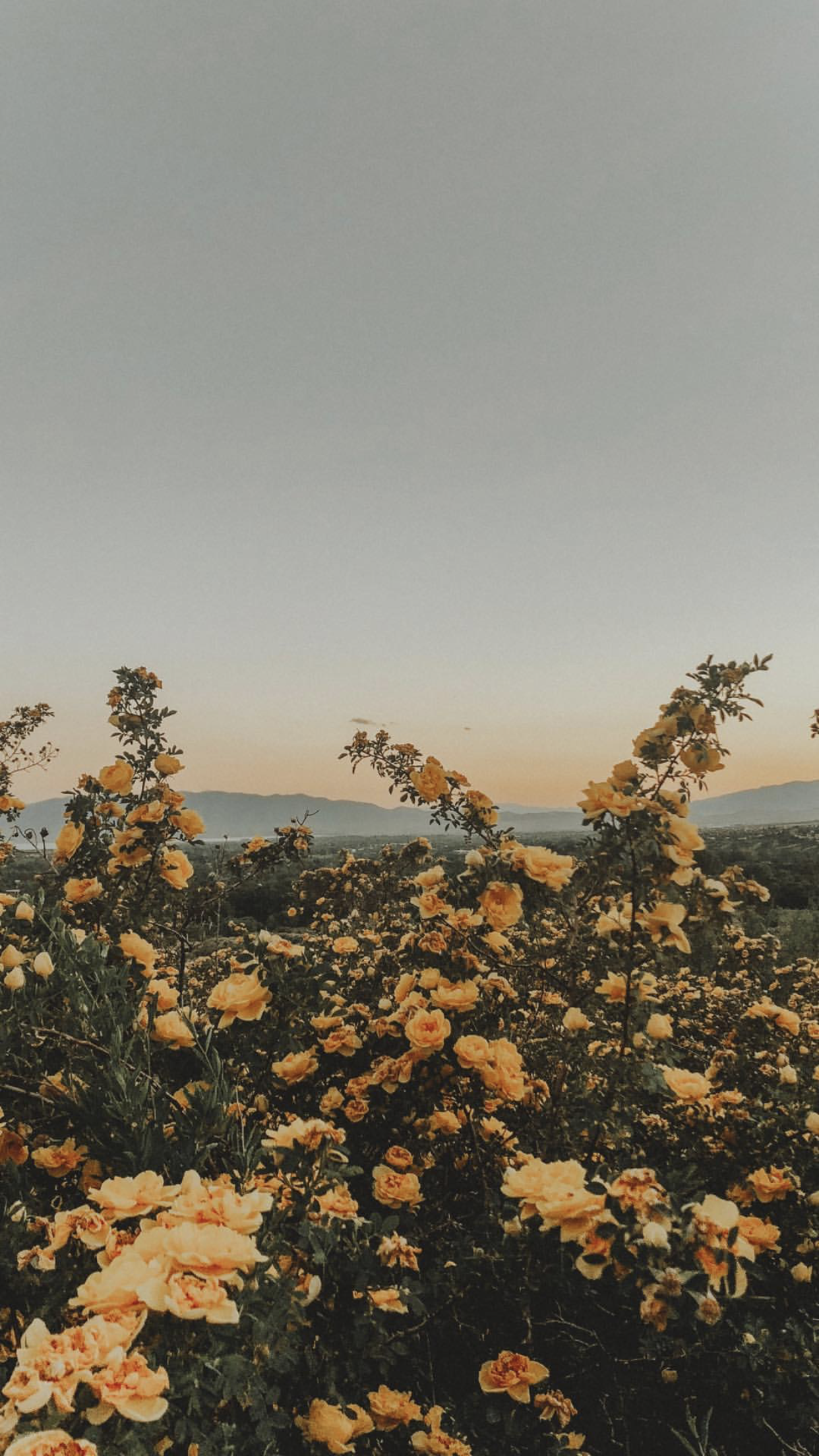 Fondos Aesthetic Wallpaper