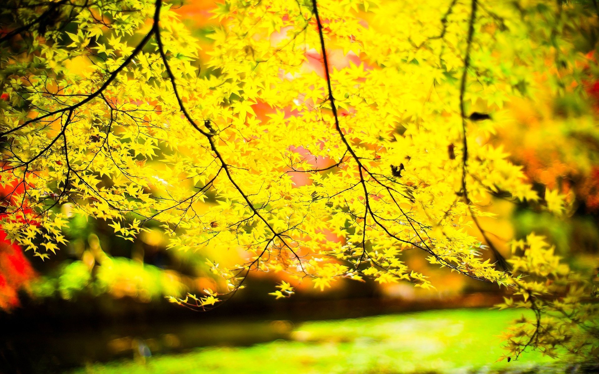Close Up Leaves Yellow Tree Trees Leave Branches Sun Blur