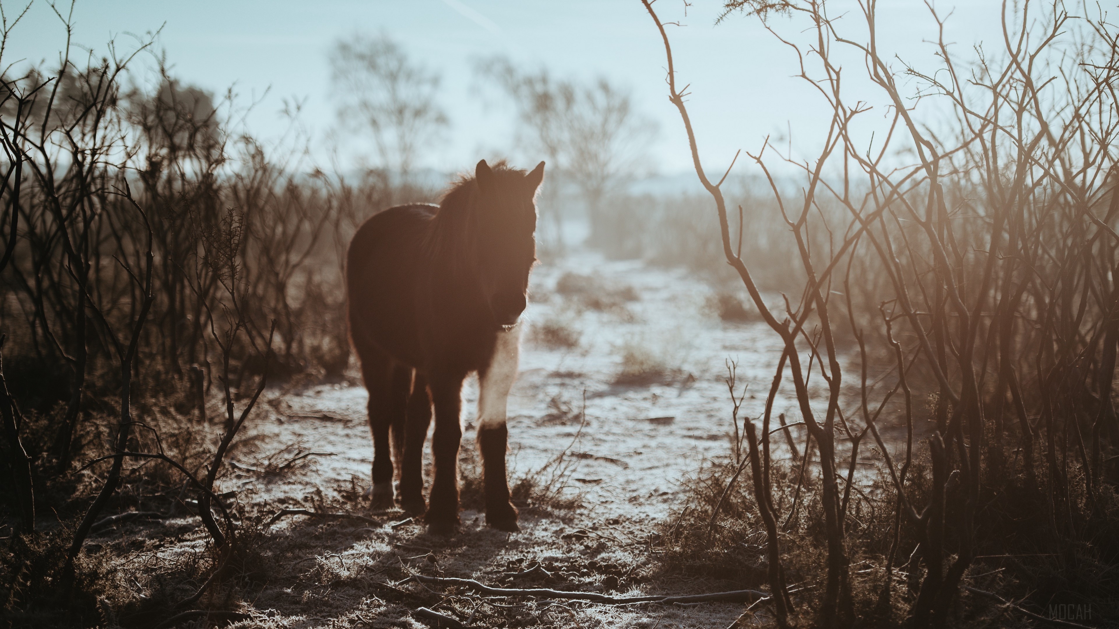 Full HD Pony Wallpaper