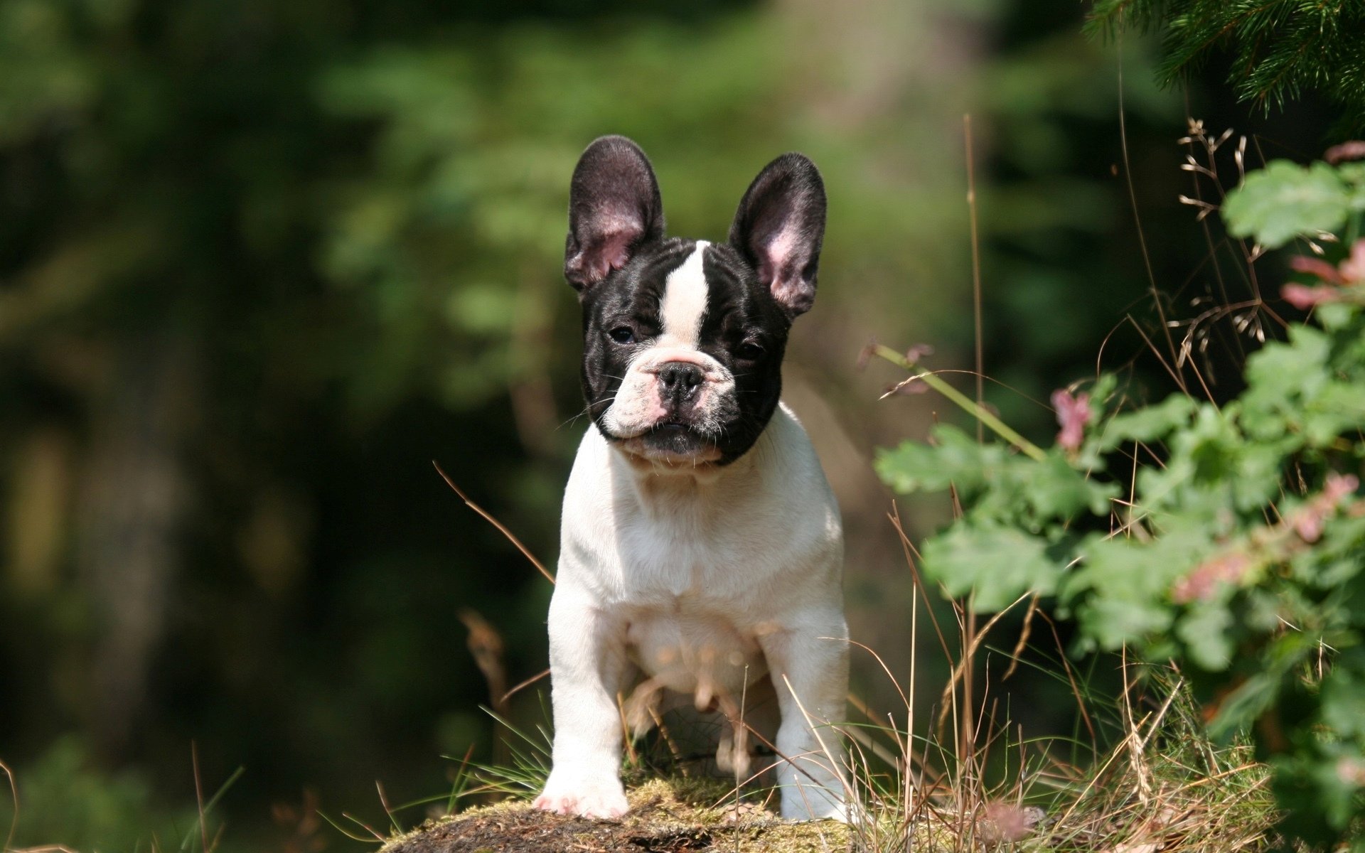 French Bulldog Charm Wallpaper