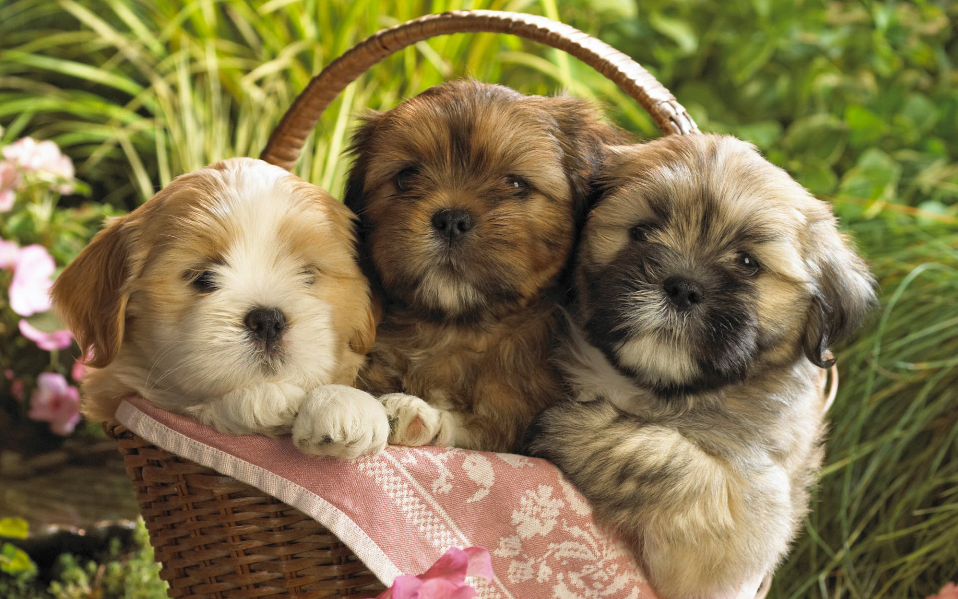Cute Puppies Wallpaper HD