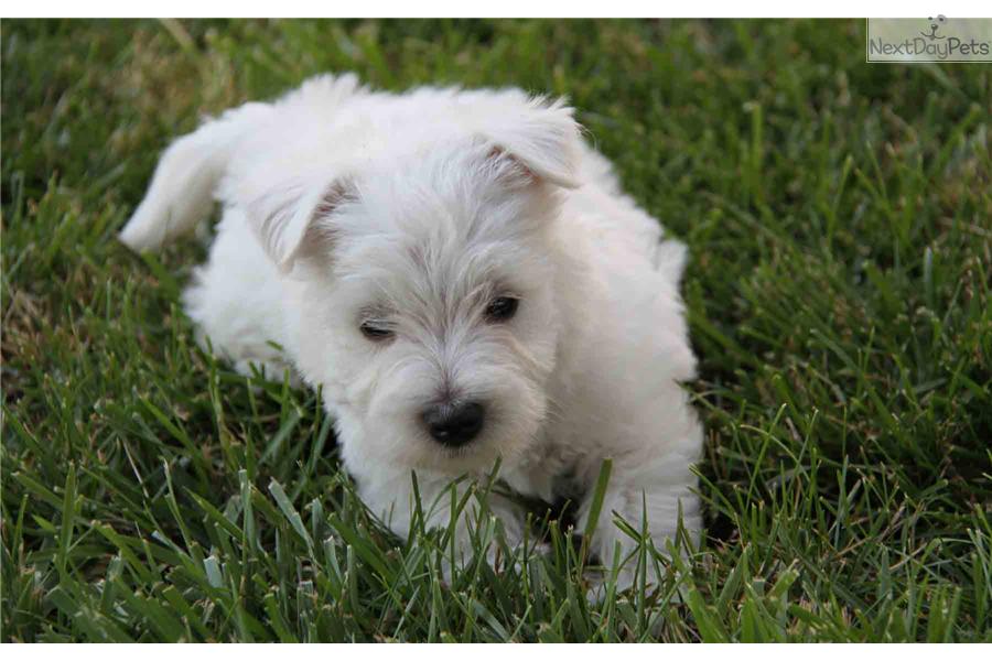 West Highland White Terrier Westie Puppy Picture 437cafbd E70a 4f06