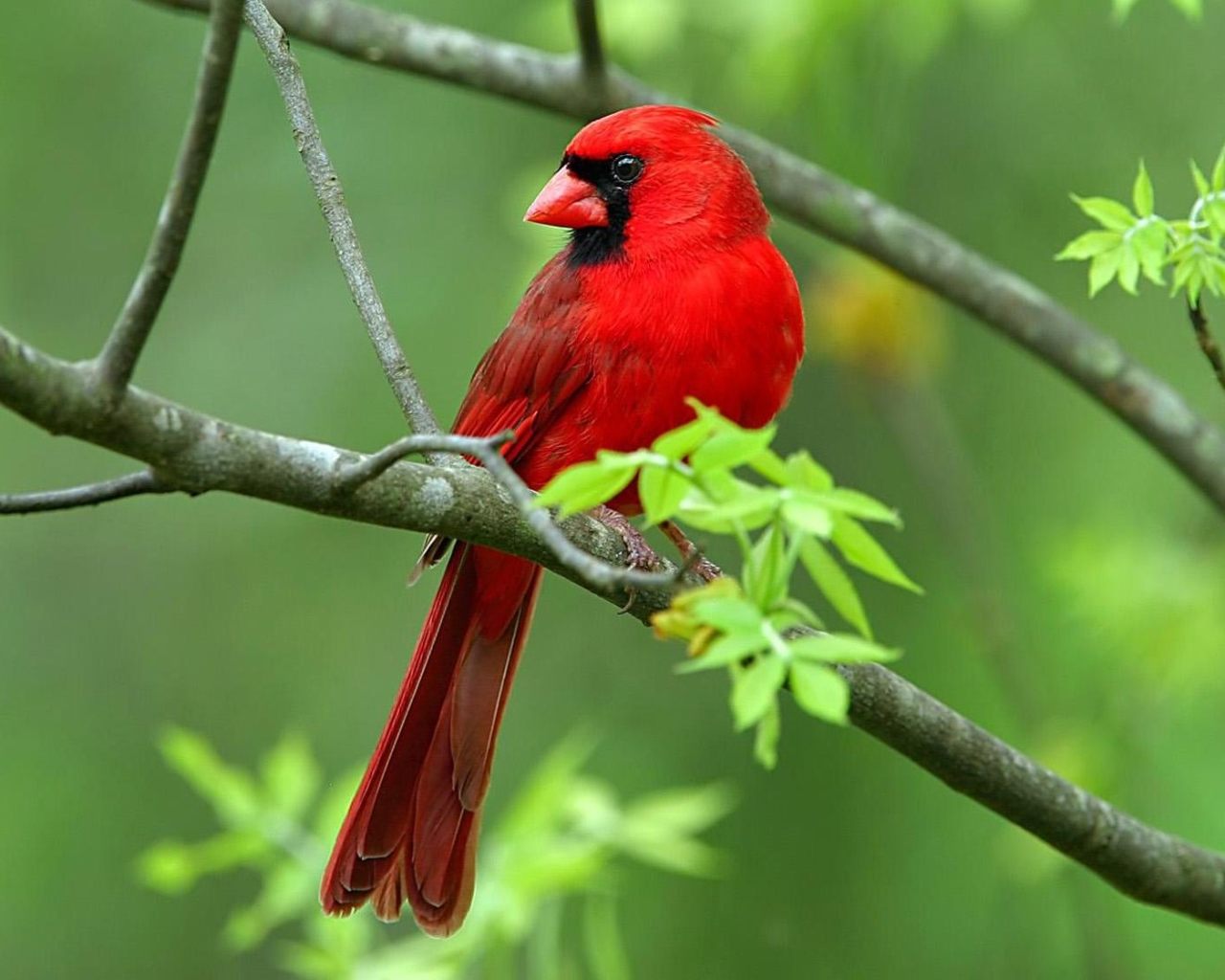 Red Bird Wallpaper