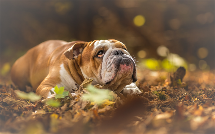 Wallpaper English Bulldog Pets Brown Dog Bulldogs Yellow