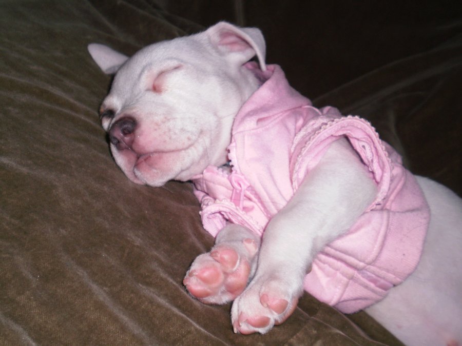 Baby Pitbull Sleeping
