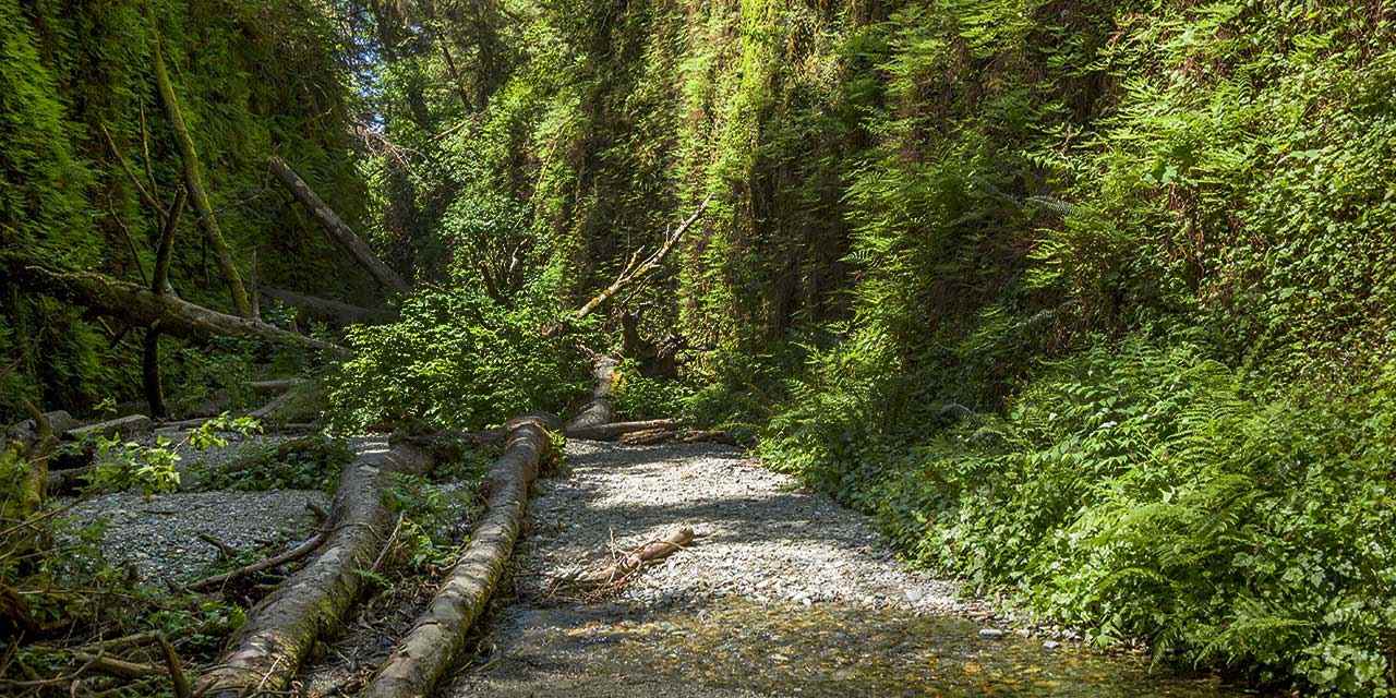 See Tall Trees At Redwoods State And National Parks