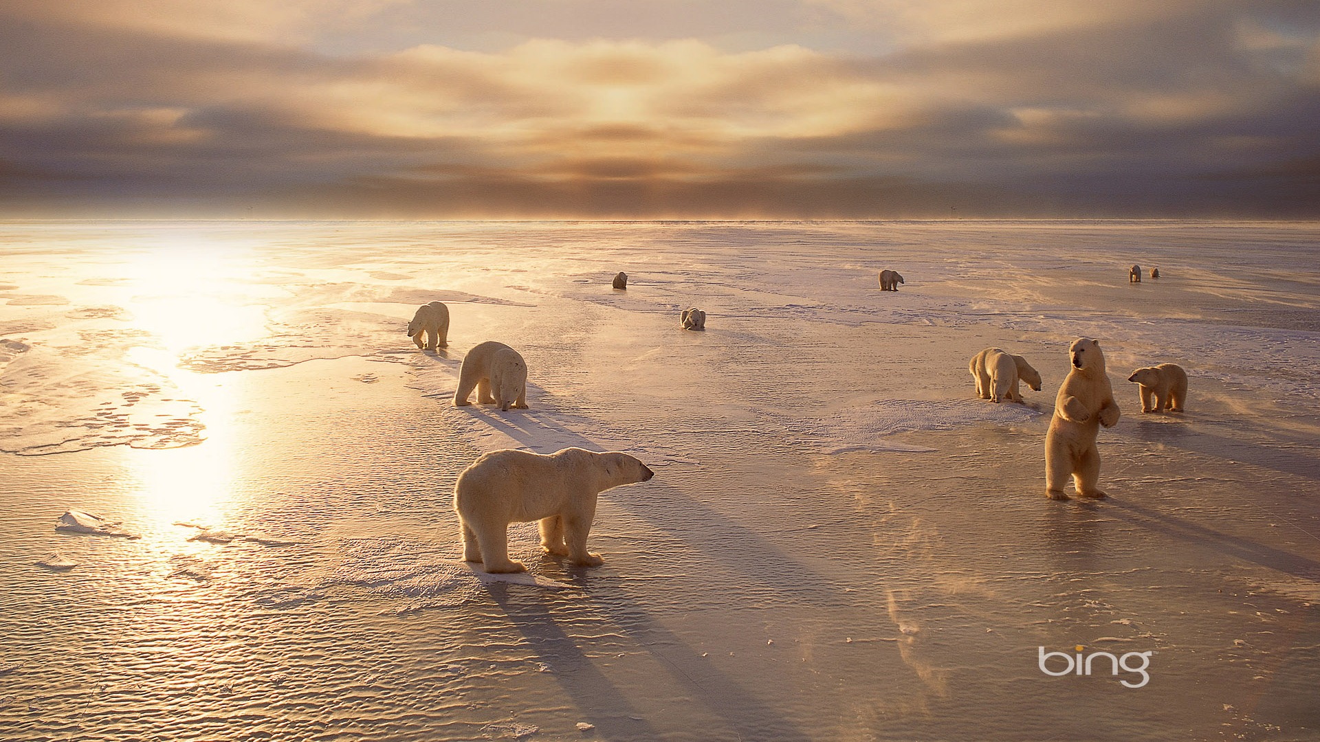 Polar Bears In Canada Bing Wallpaper Full HD Desktop