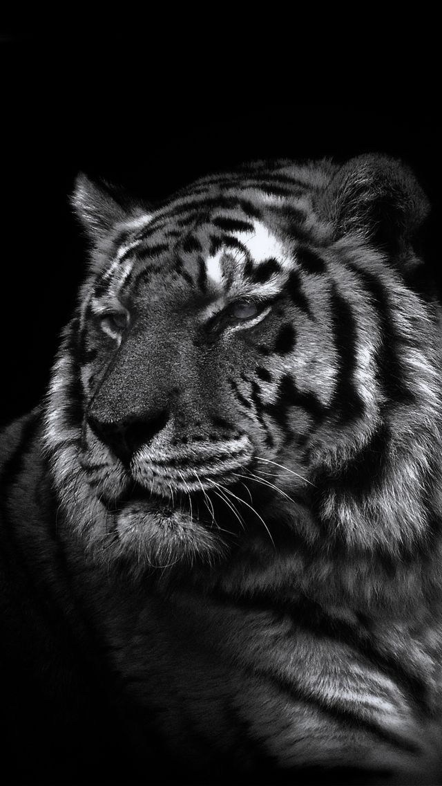 🔥 [45+] White Tiger iPhone Wallpapers | WallpaperSafari