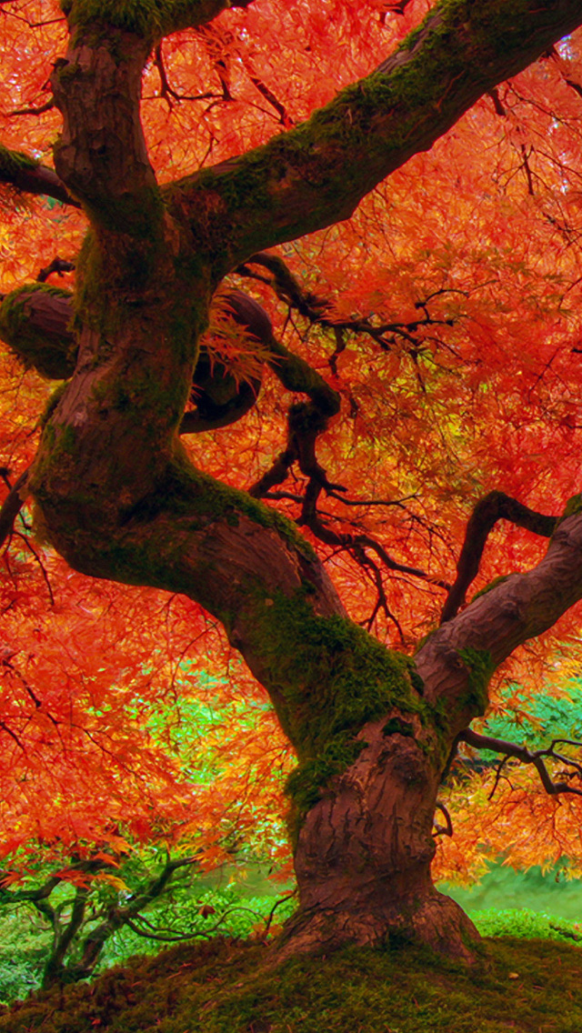 iPhone Wallpaper HD Autumn Big Trees Background