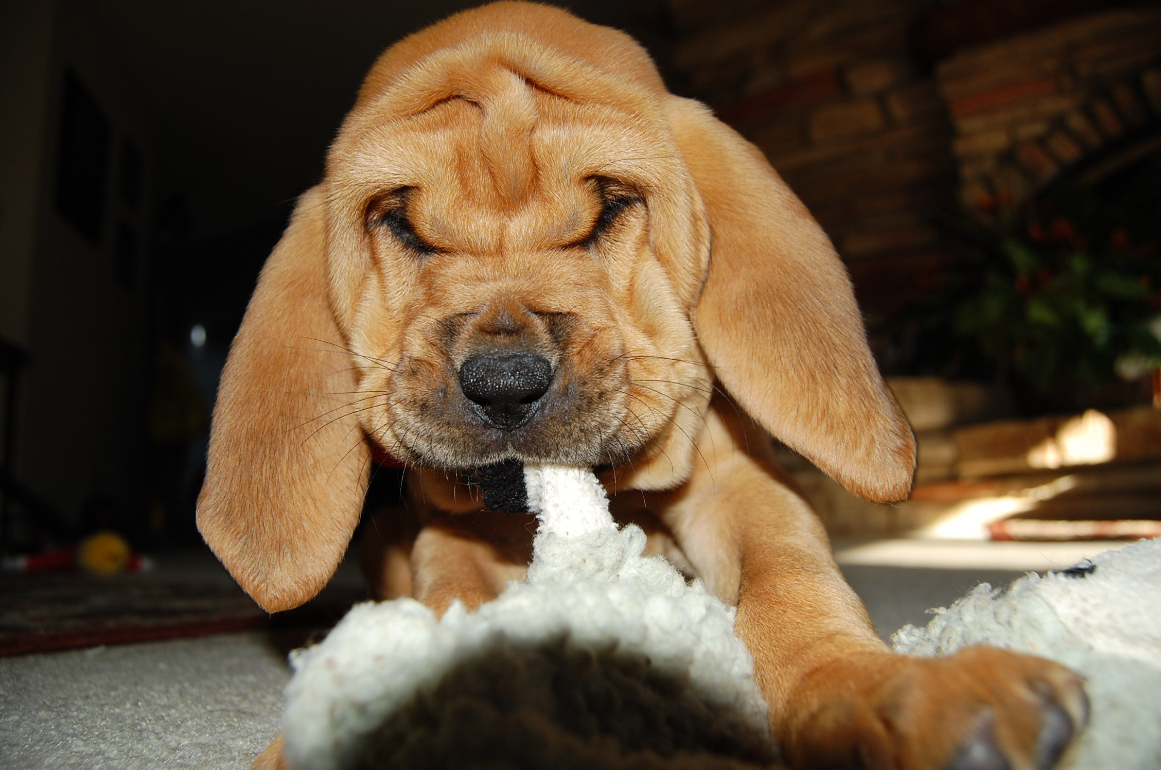 Bloodhound Puppy Chewing Something Wallpaper And Image