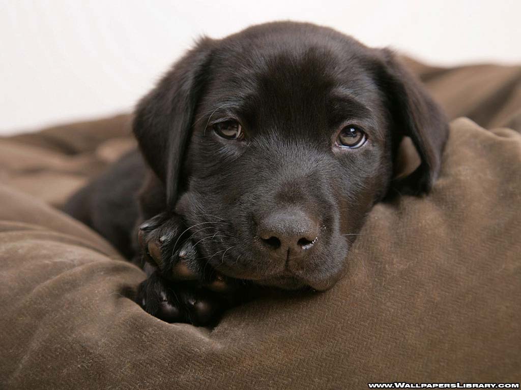 Cool Wallpaper Dog