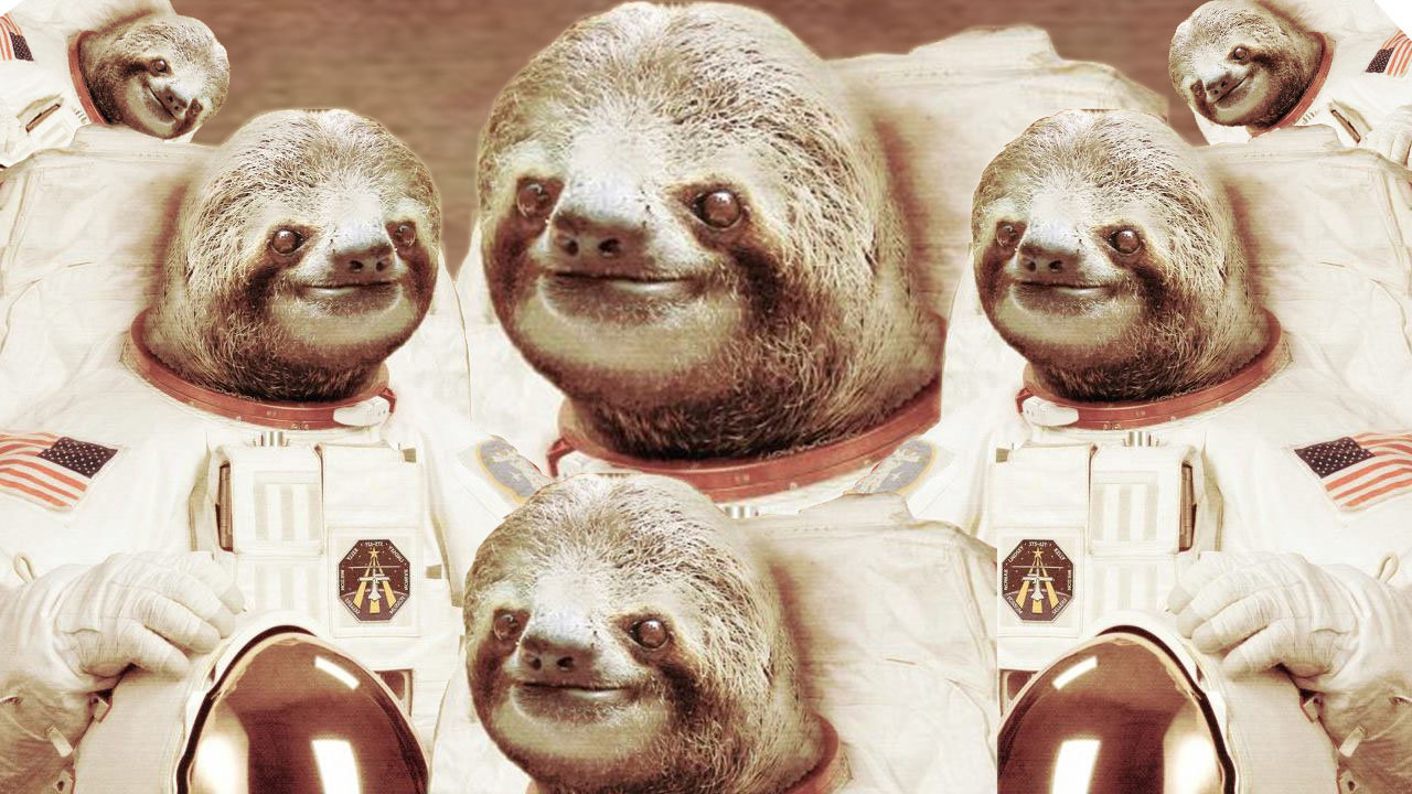 My Collection Of Sloth Wallpaper Enjoy