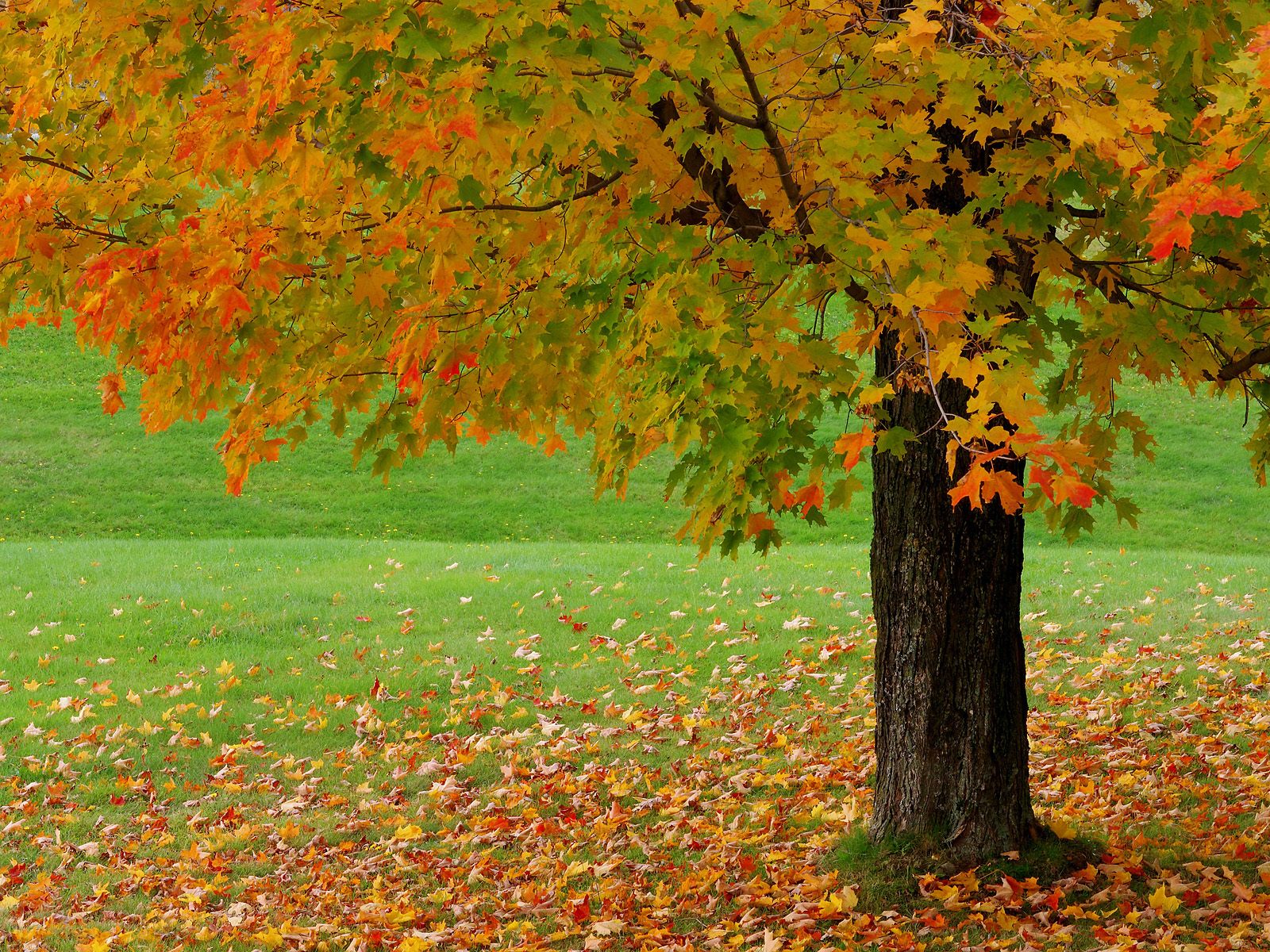 Wallpaper HD Beautiful Autumn Season