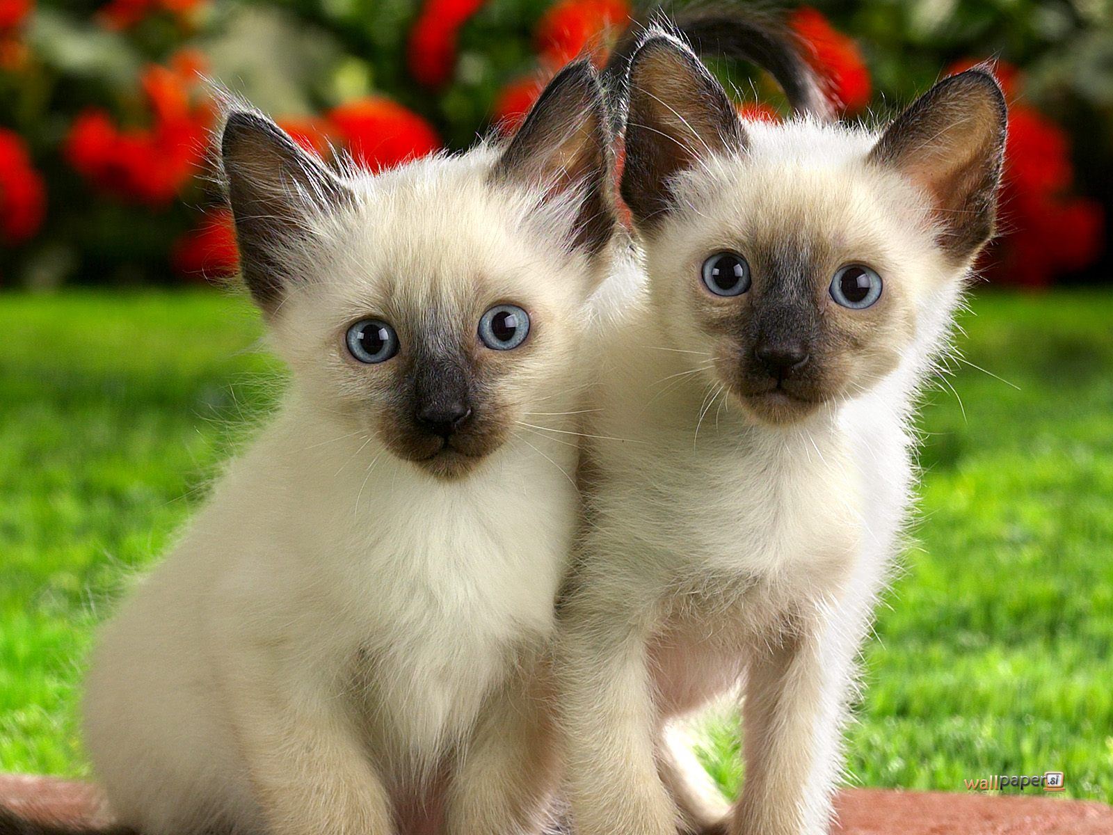 Siamese Kittens Photo And Wallpaper Beautiful