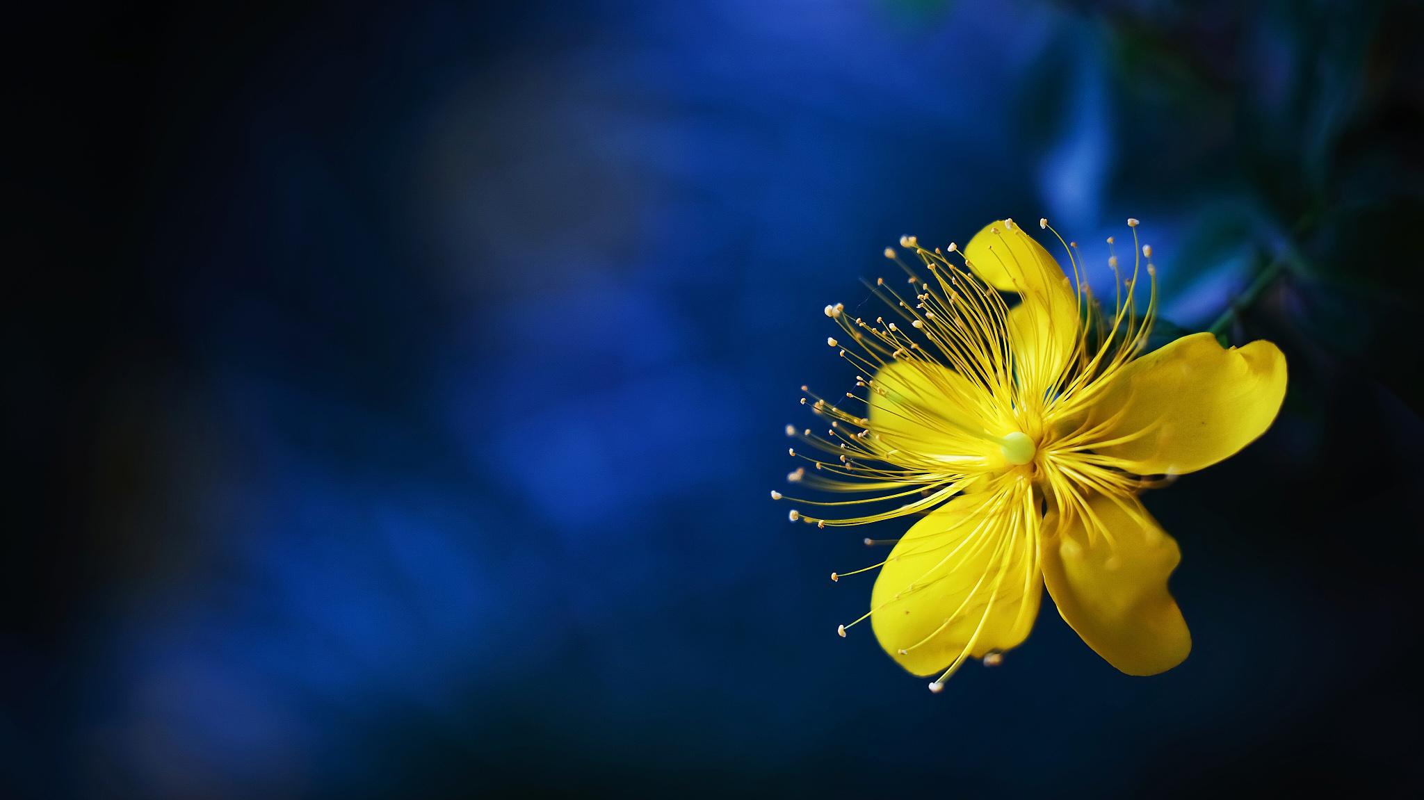 St John S Wort Tender Yellow Flowers With Big Benefits Cgtn