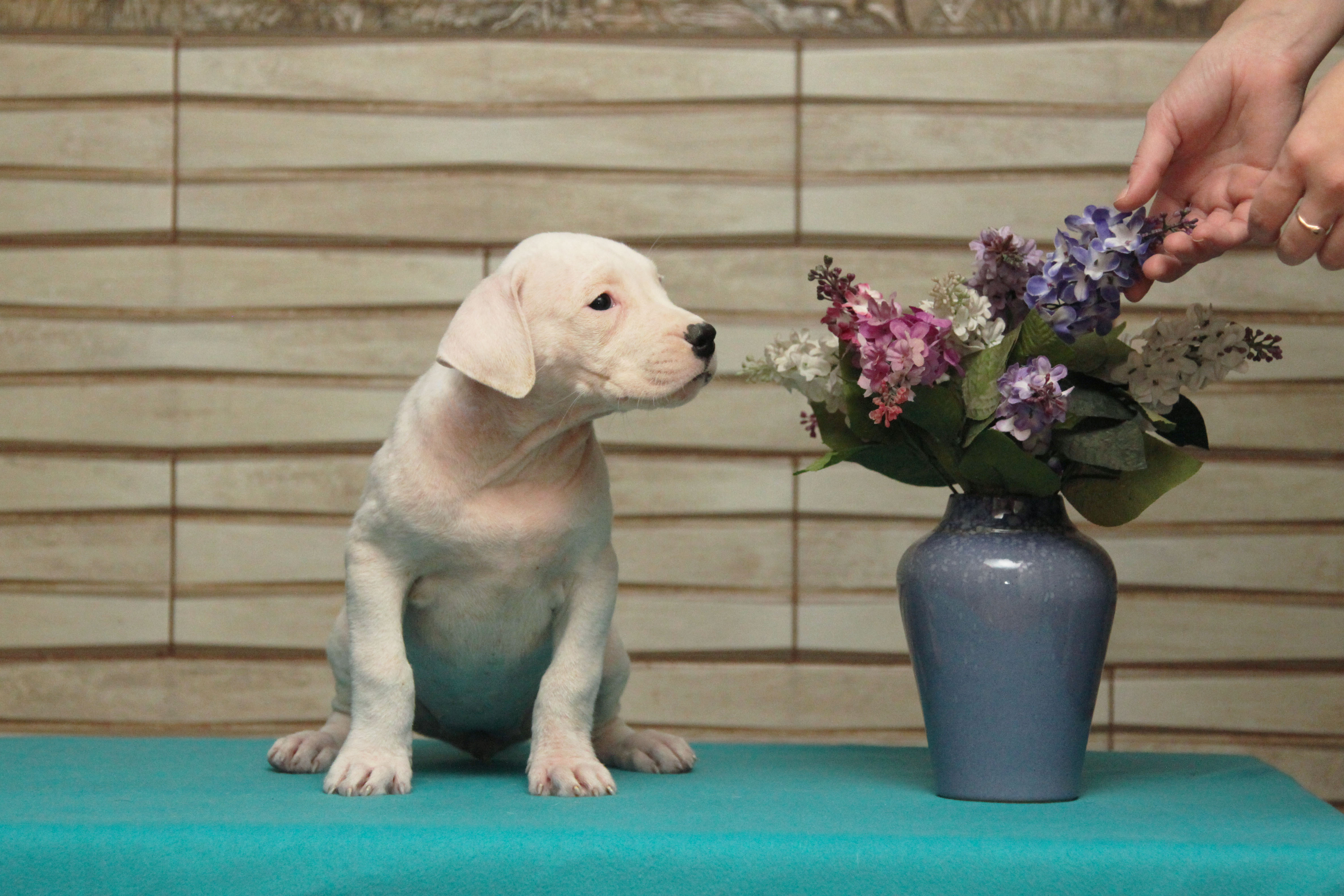 Puppy And Flowers Wallpaper Image Pictures Photos