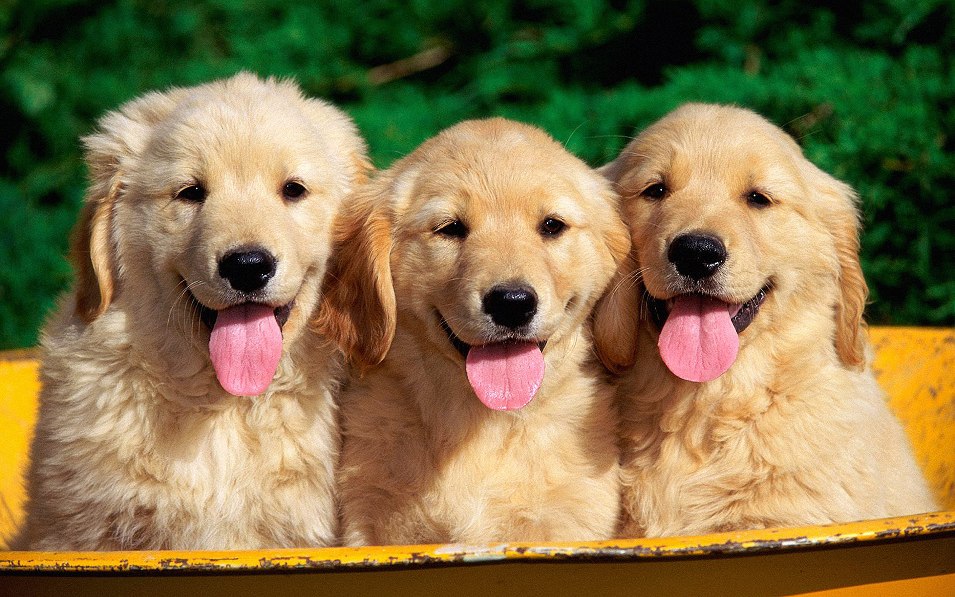 Golden Retriever puppies wallpaper  Animal wallpapers  48522