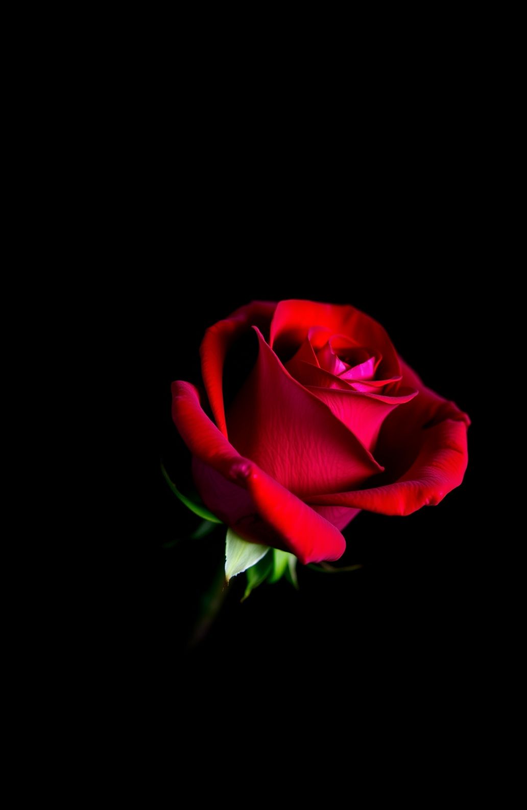 Red Rose Black Background