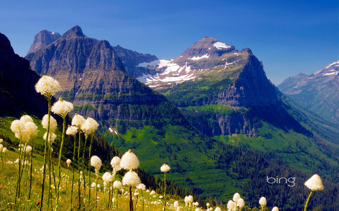 Bing Theme Of Photography Mountains White Wildflowers Wallpaper