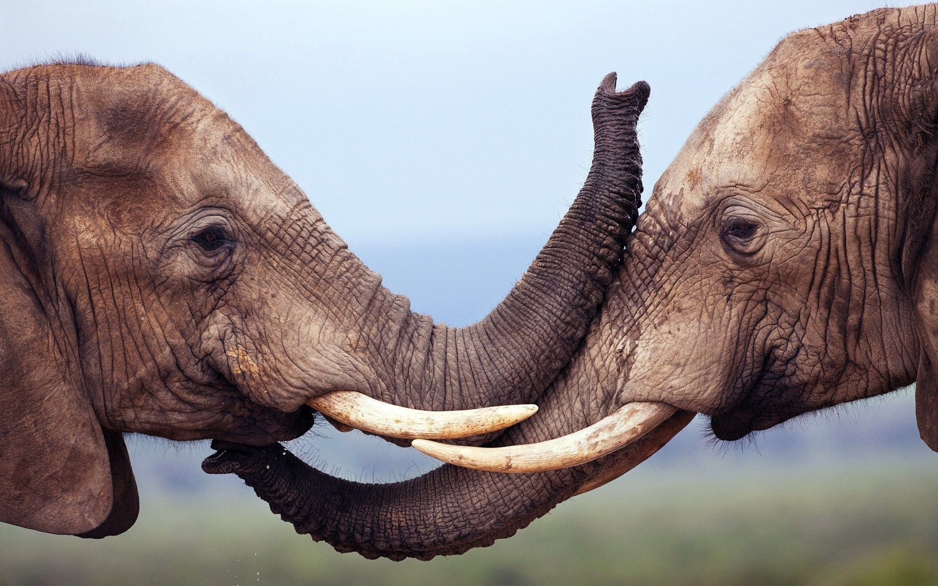 African Animals Wallpaper