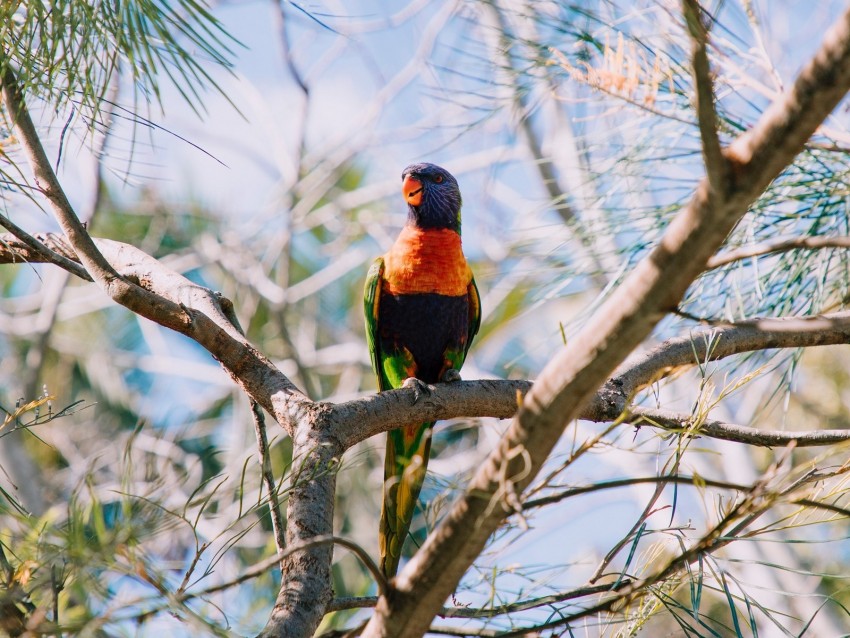 Rainbow Lorikeet Parrot Bird Colorful Wildlife Background Toppng
