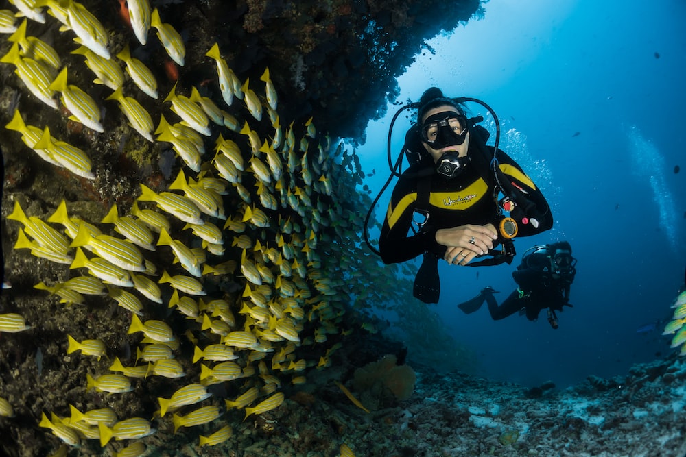 500 Scuba Diving Pictures [HD] Download Free Images on