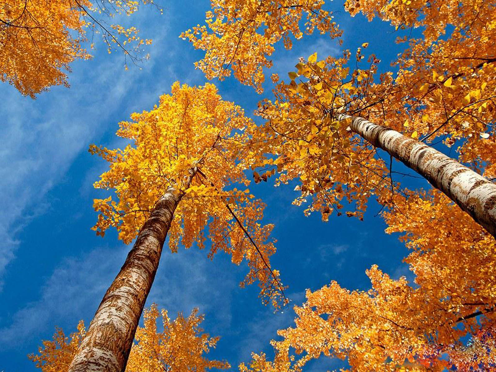 Wallpaper Beautiful Autumn Scenery