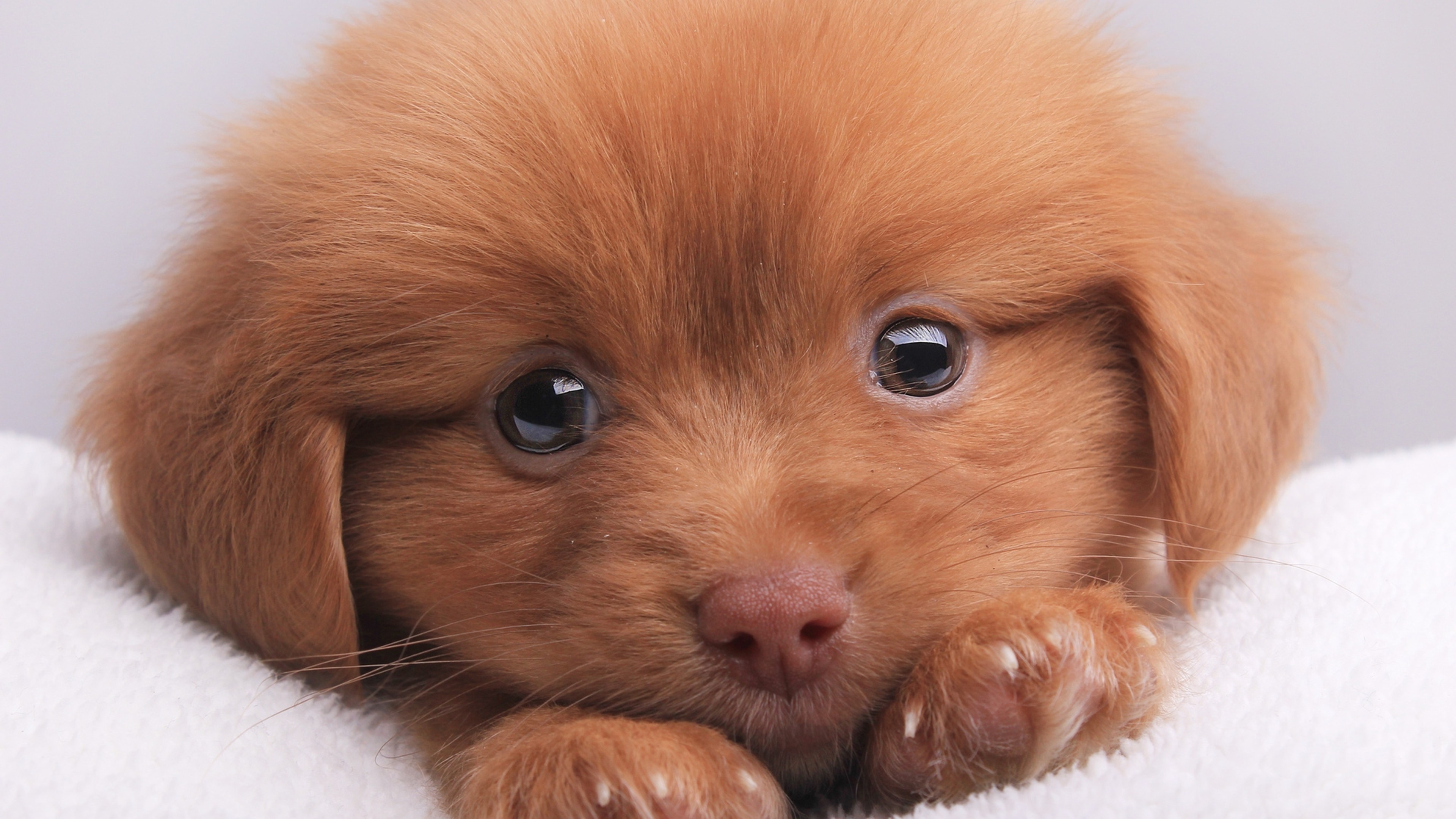 Adorable Fluffy Puppy Resting on a Soft Blanket