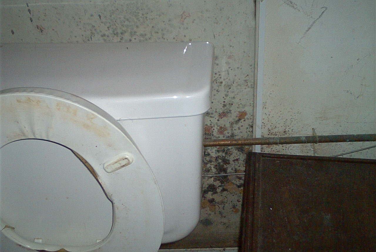 Free Download Black Mold Guide Everything You Need To Know About The 