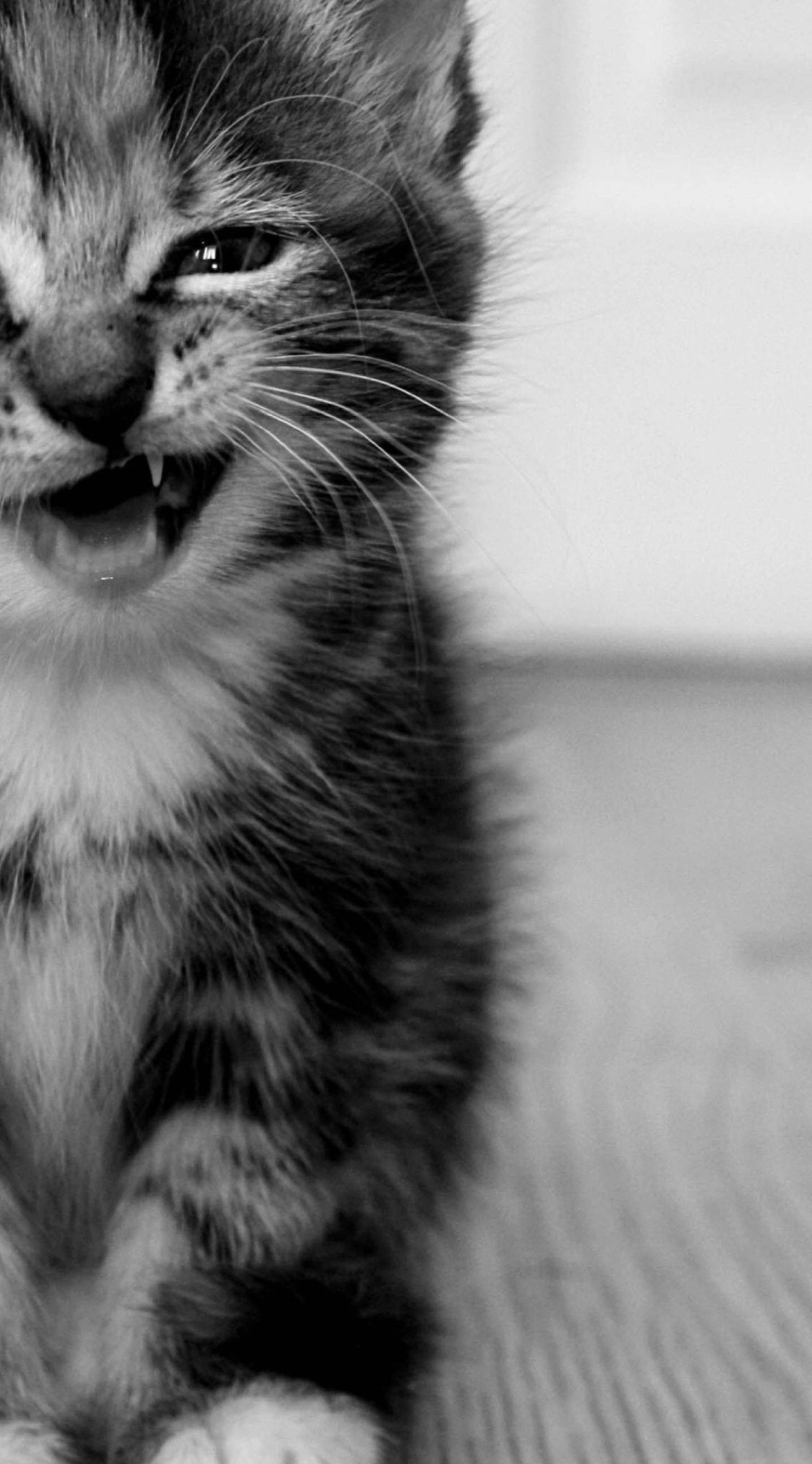 Cat iPhone Wallpaper