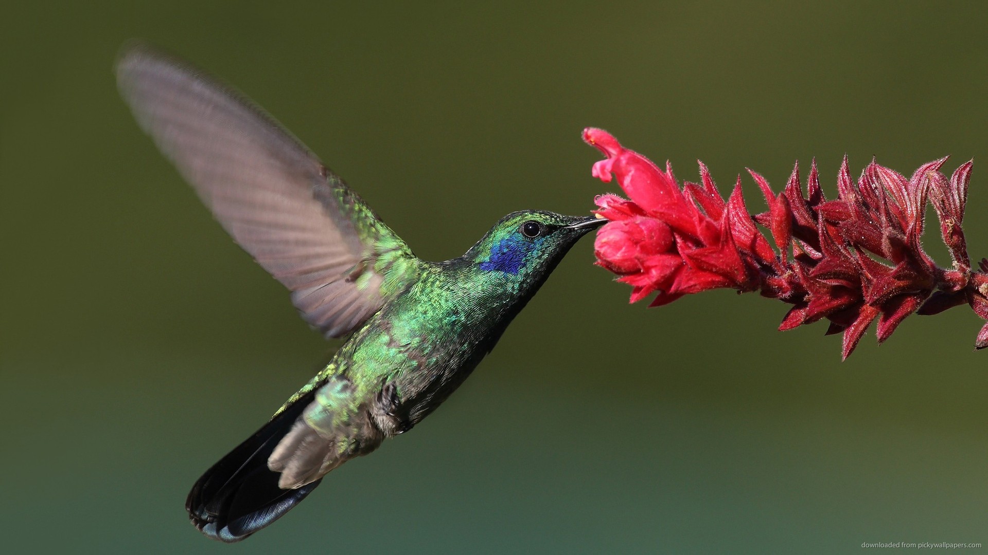 iPad Hummingbird Eating Nectar Screensaver For Kindle3 And Dx