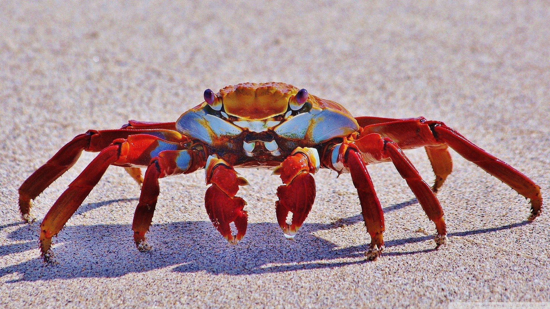 Animals Food Sand Beach Crabs Seafood Crustaceans Crab Fauna Wallpaper