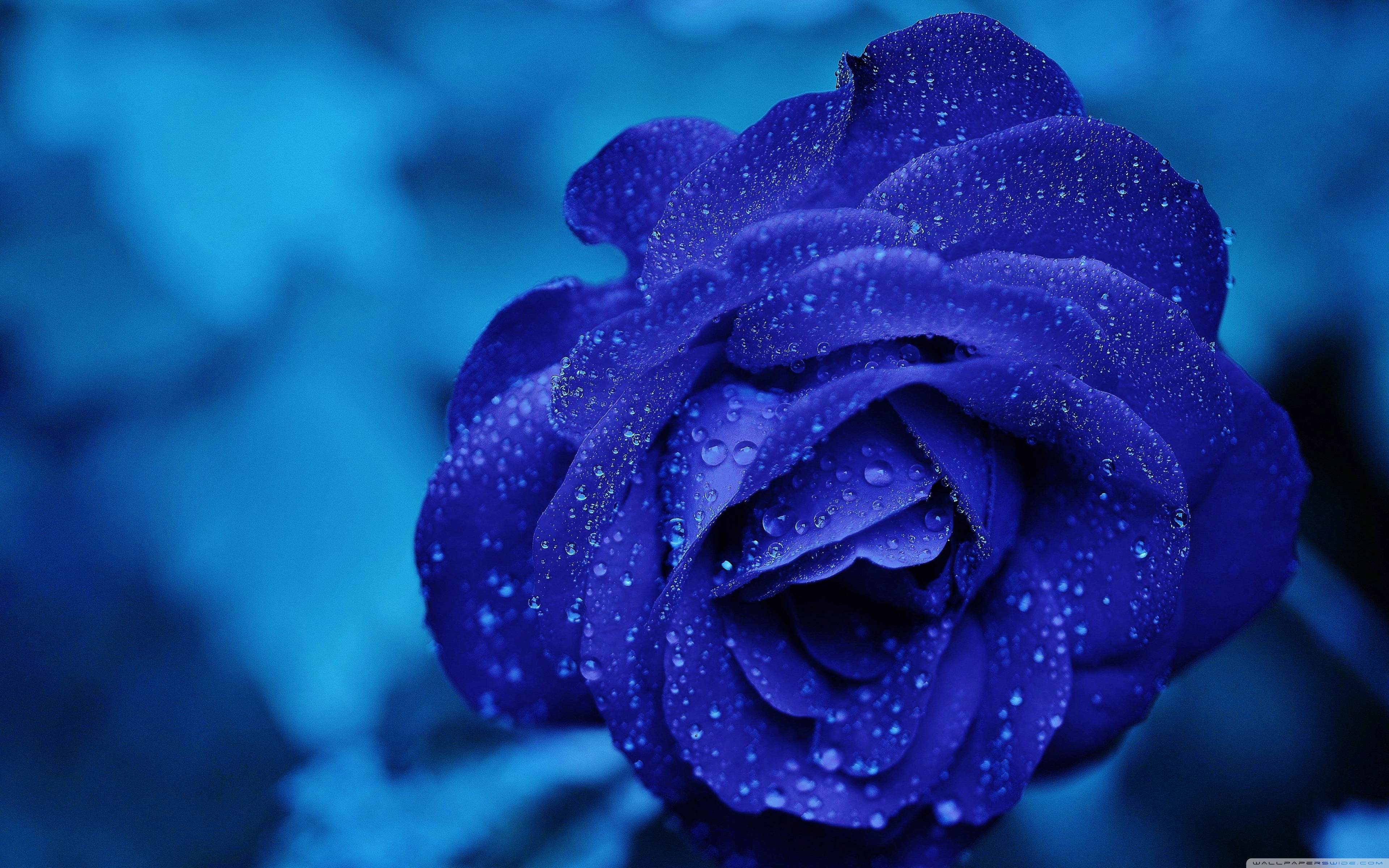 Blue Flowers Rose Macro Beautiful Wallpaper