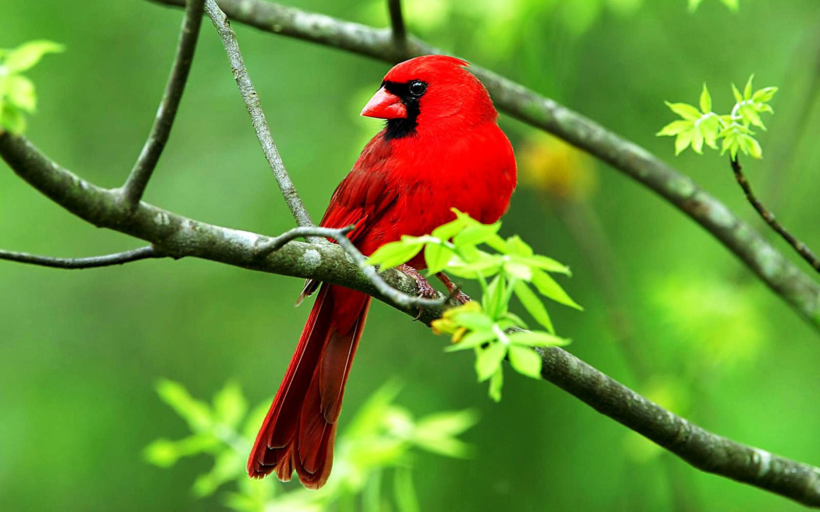 Bird Desktop Wallpaper Beautiful Cardinal