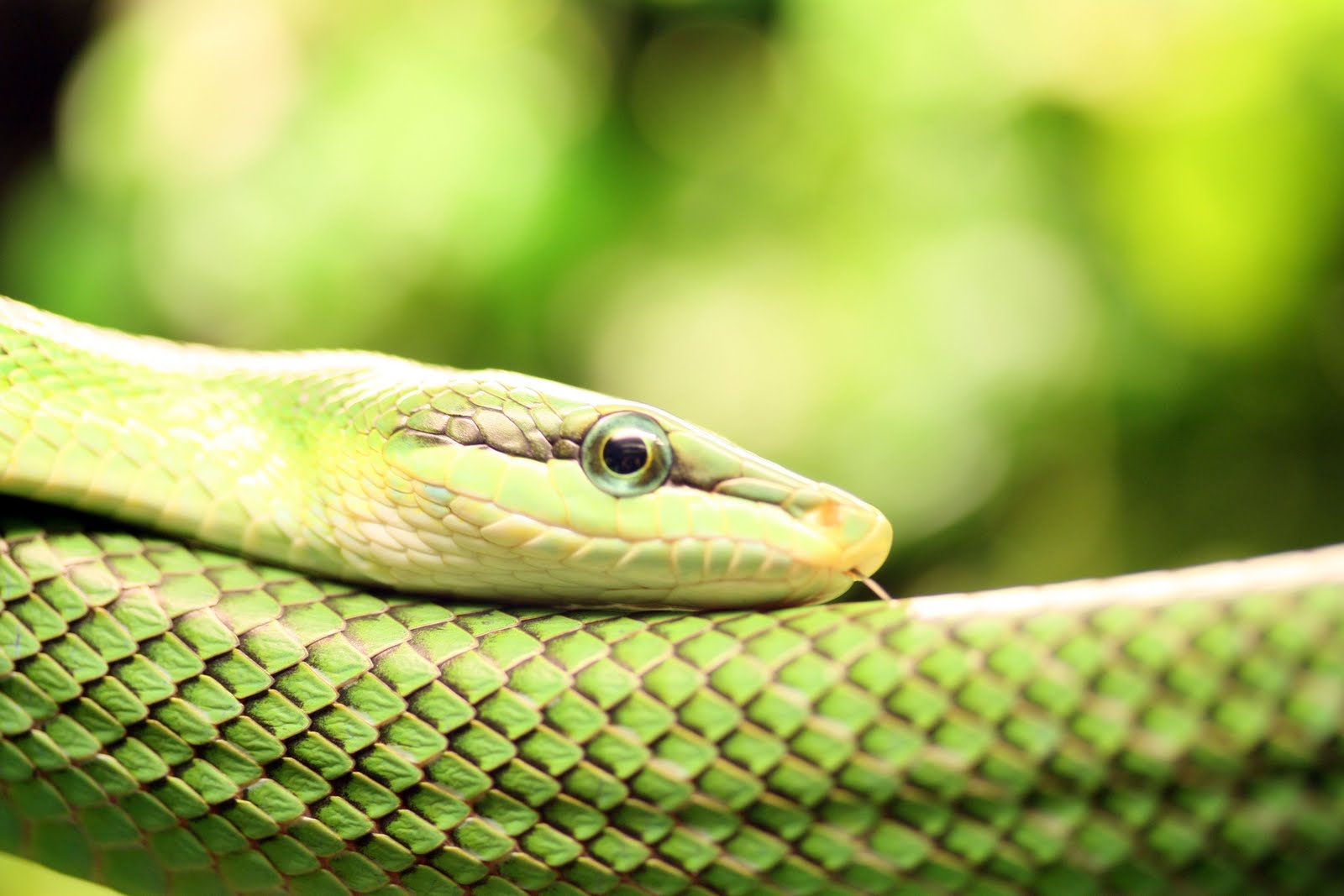 HD Wallpaper Of Green Snake