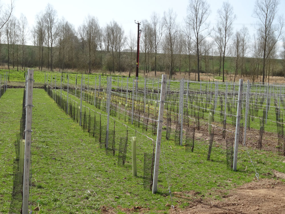 Free download west street vineyard wine preservation machine 50 By The