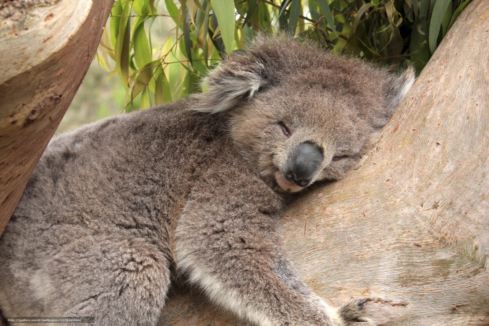 Wallpaper Koala Bear Tree Sleeps Desktop In