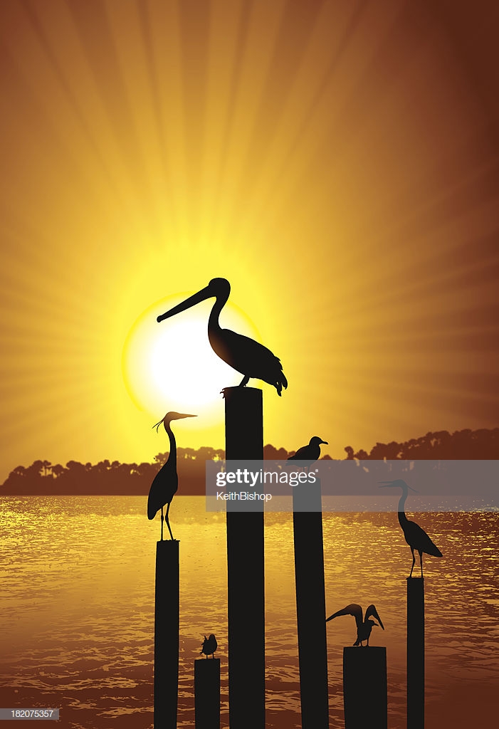 Pelican Crane And Seagull Background Burst Stock Illustration