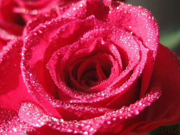 Rose Unique Flowers Sparkle Romantic Roses