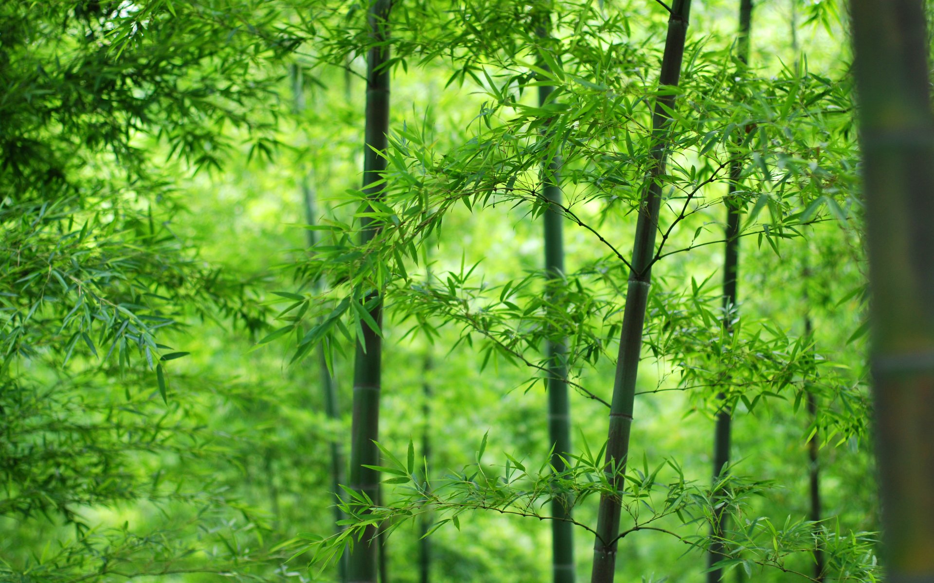 HD Bamboo Background Wallpaper