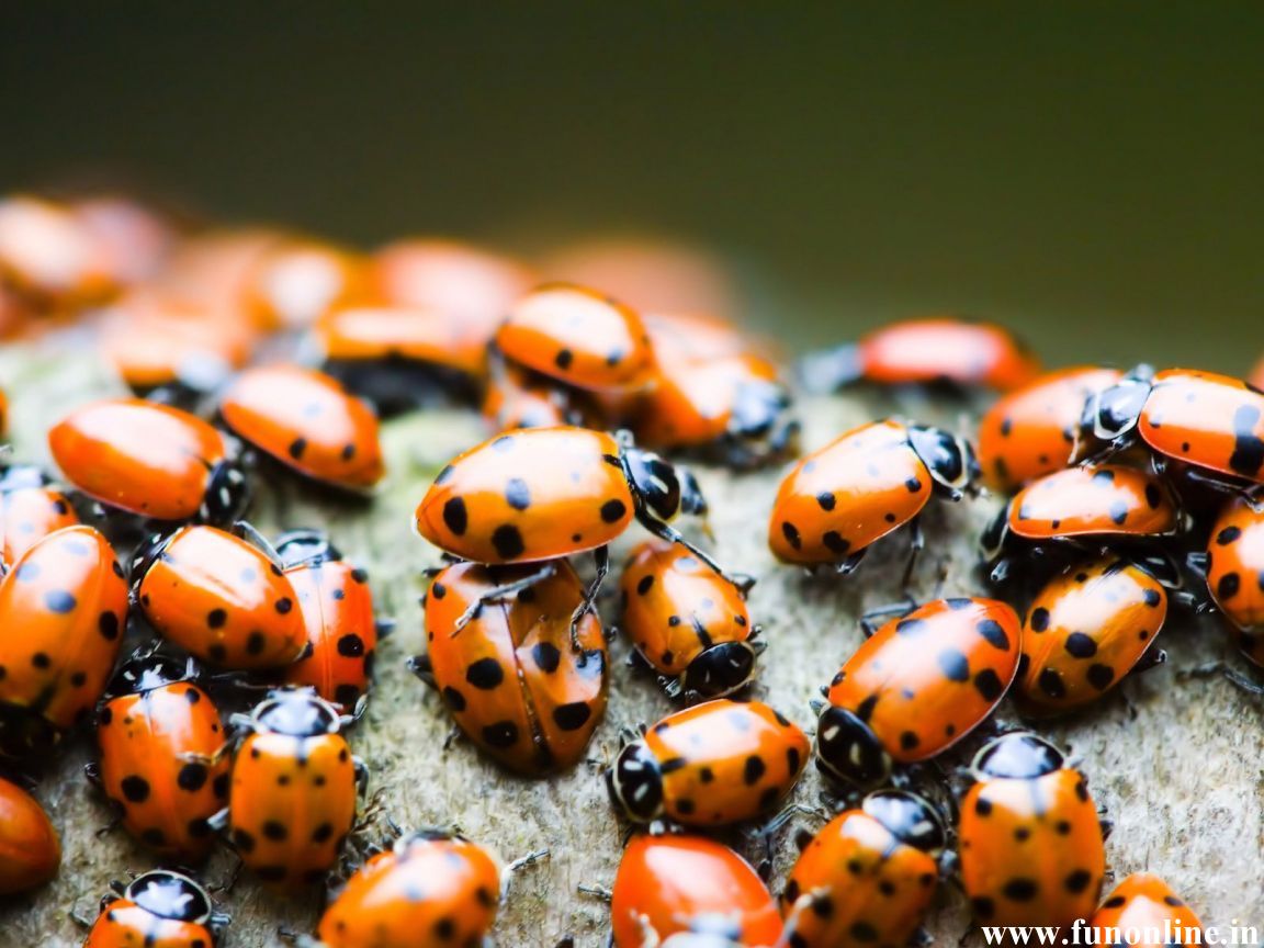 Download 45+ Cute Ladybug Wallpapers on WallpaperSafari