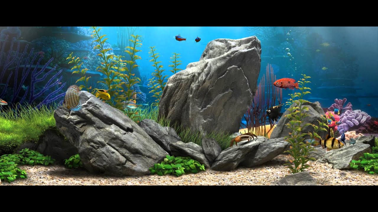 3d Fish Aquarium Live Wallpaper 1080p