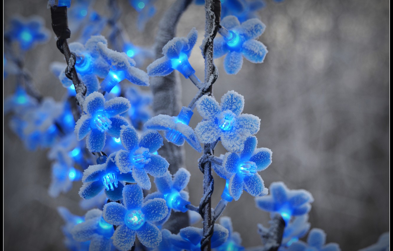 Wallpaper Winter Frost Snow Flowers Blue Garland