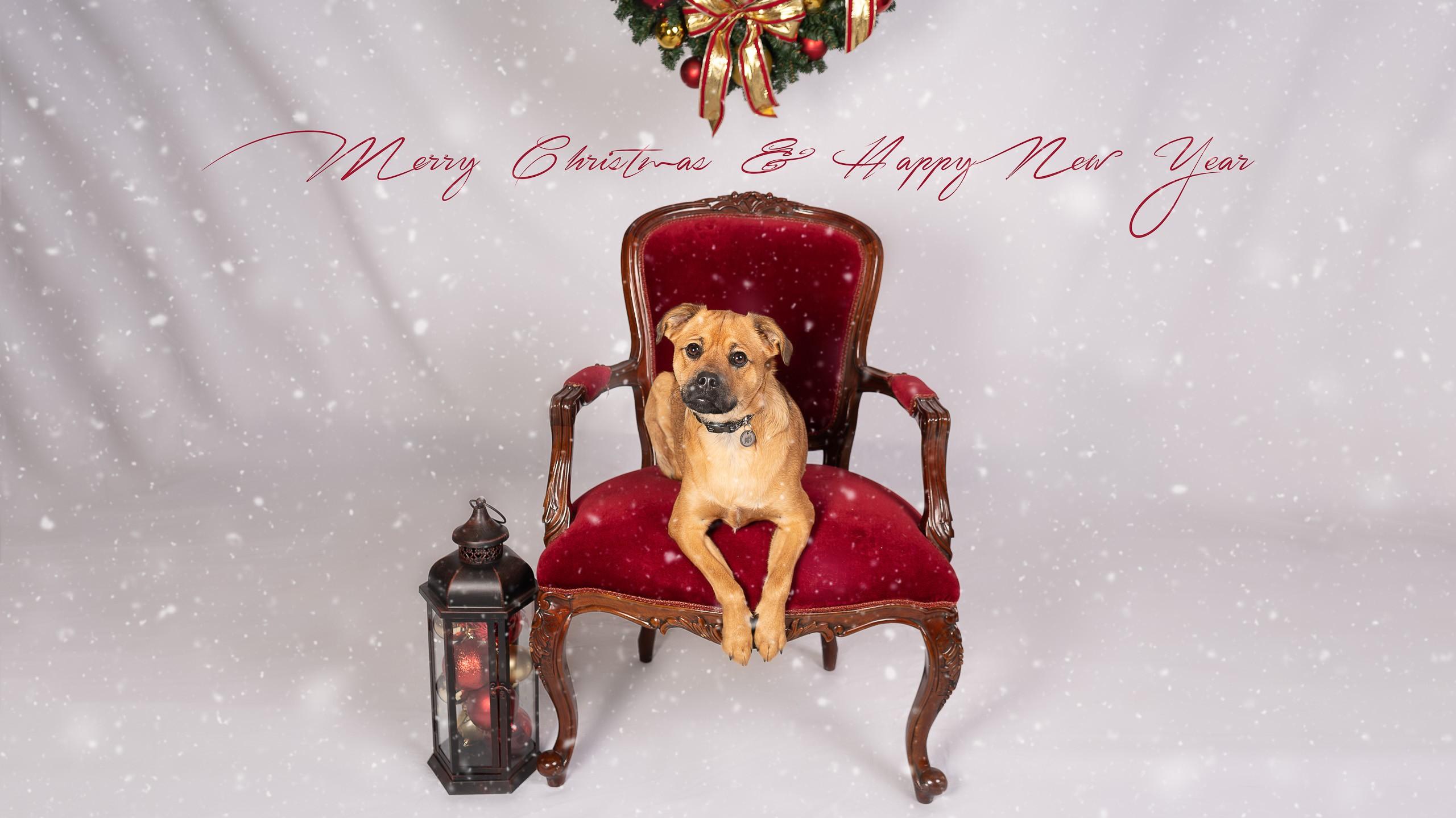 Christmas Pet Pawtraits Photofocus